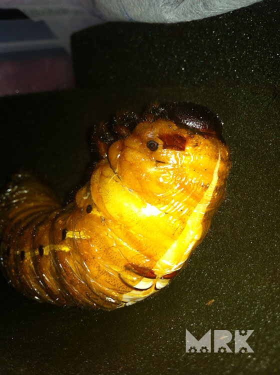 按此在新視窗瀏覽圖片