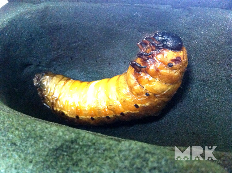 按此在新視窗瀏覽圖片