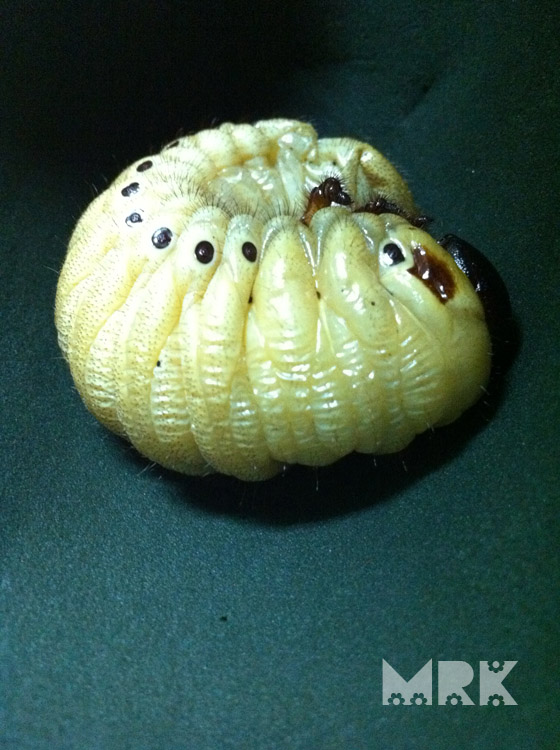 按此在新視窗瀏覽圖片