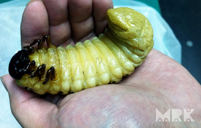 按此在新視窗瀏覽圖片