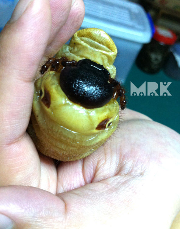 按此在新視窗瀏覽圖片