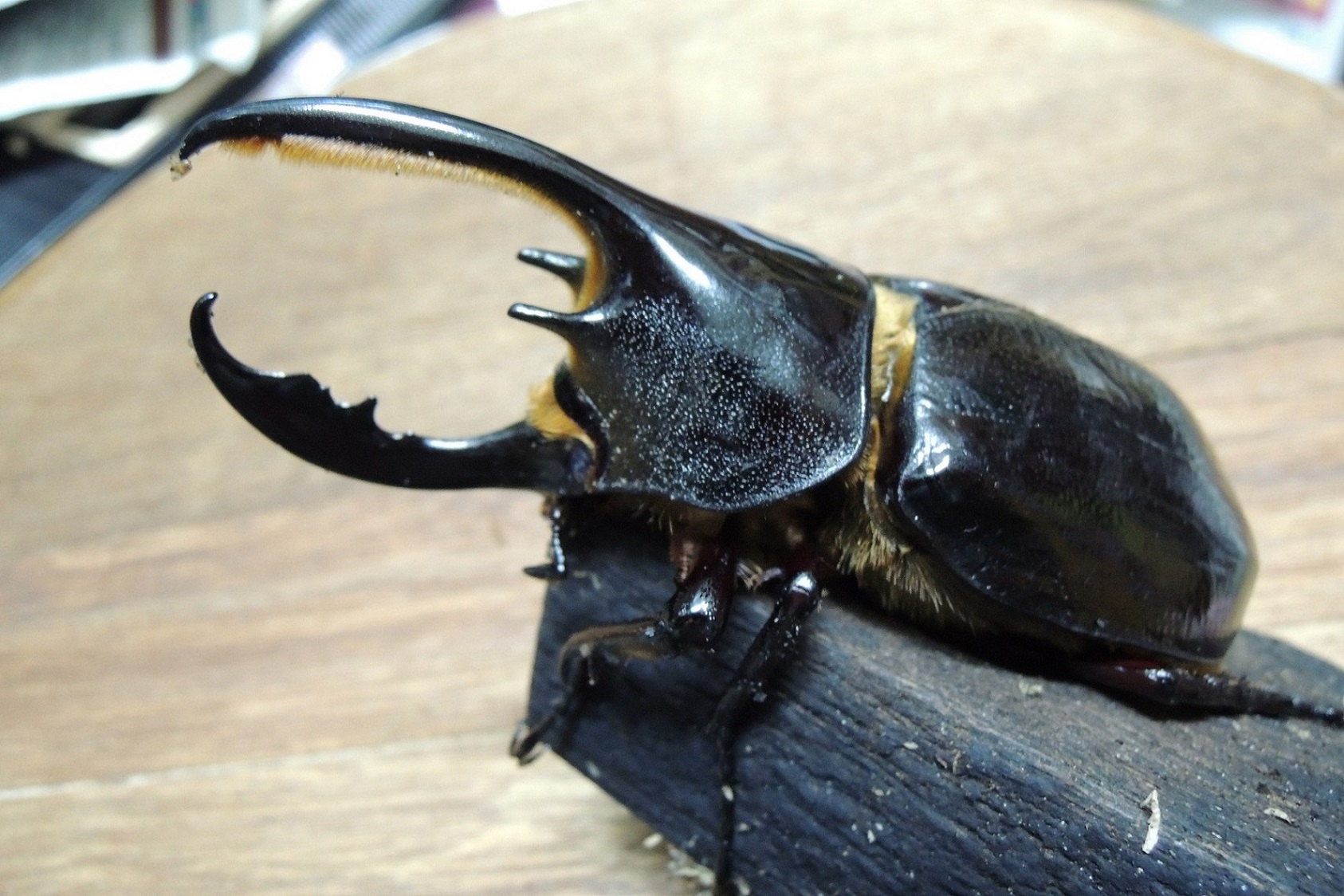 按此在新視窗瀏覽圖片