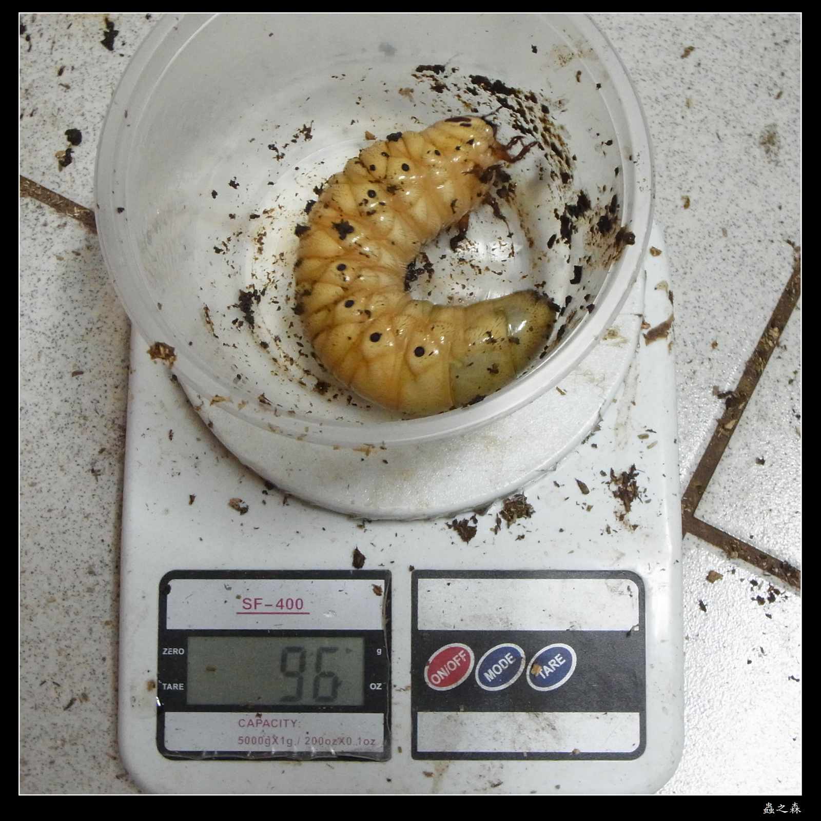 «ö¦¹¦b·sµøµ¡ÂsÄý¹Ï¤ù