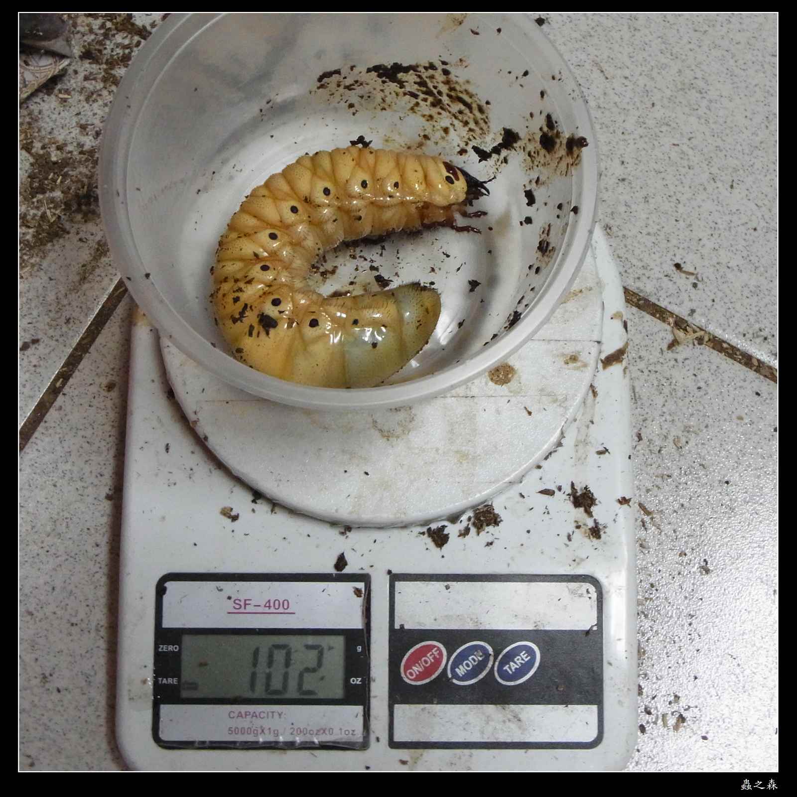 «ö¦¹¦b·sµøµ¡ÂsÄý¹Ï¤ù