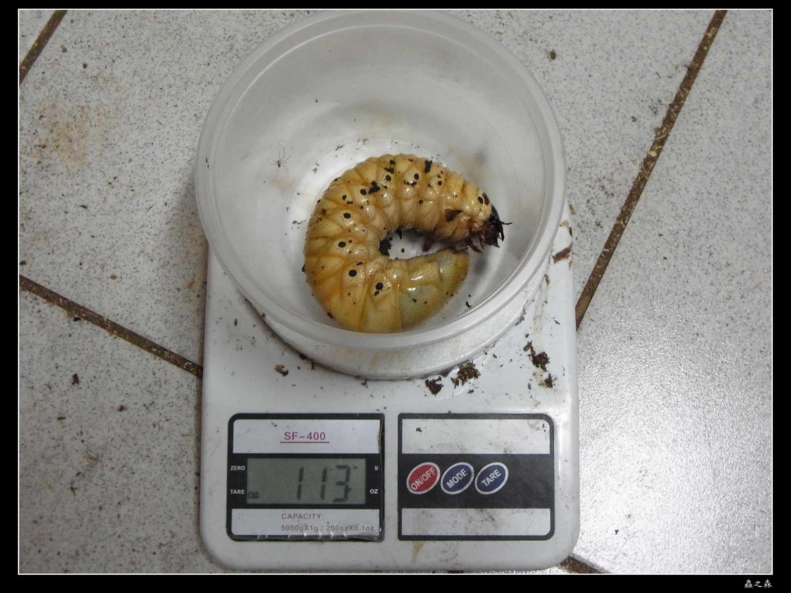 «ö¦¹¦b·sµøµ¡ÂsÄý¹Ï¤ù