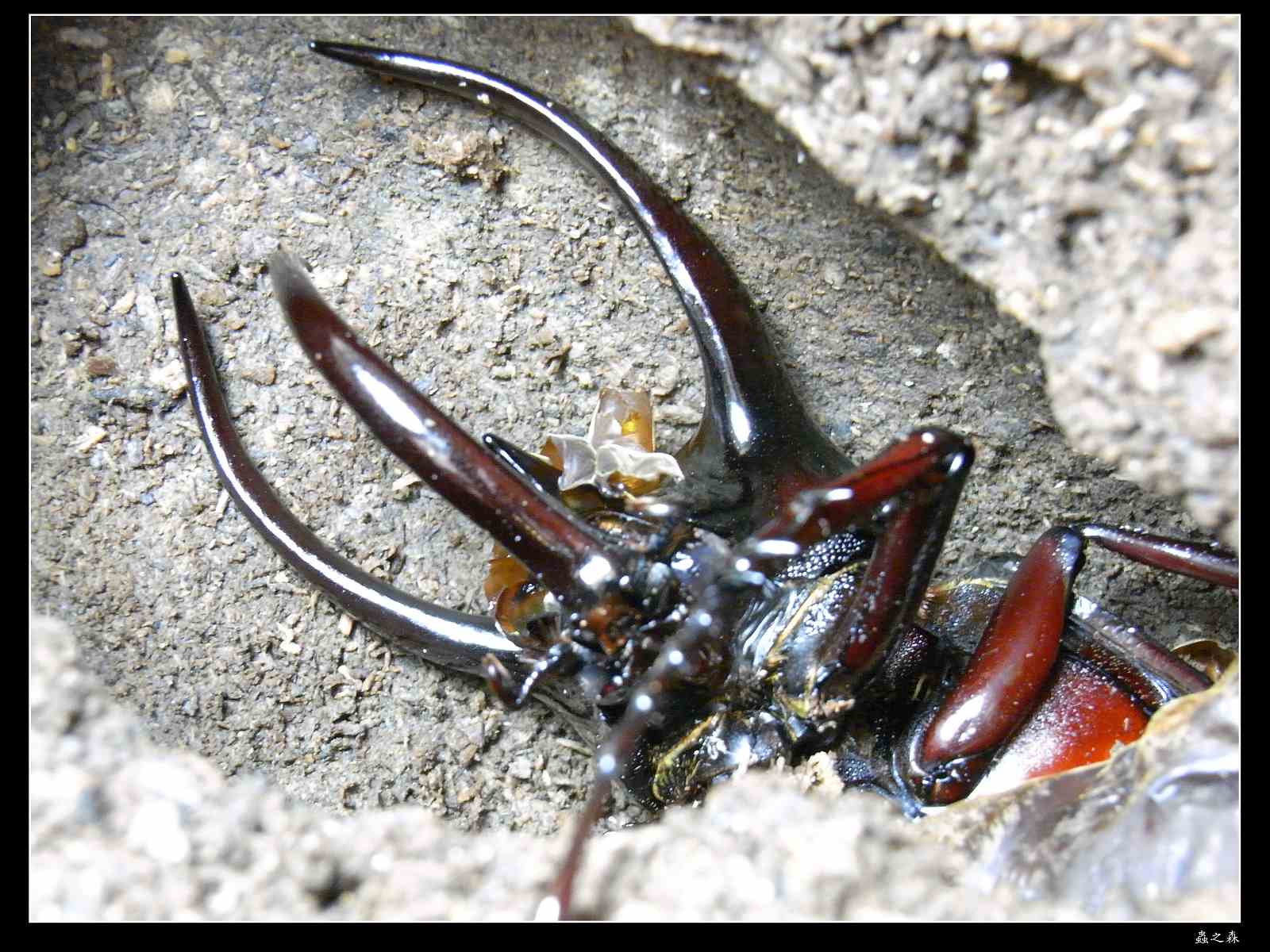 «ö¦¹¦b·sµøµ¡ÂsÄý¹Ï¤ù