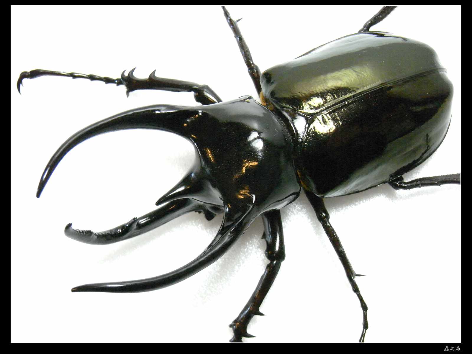 «ö¦¹¦b·sµøµ¡ÂsÄý¹Ï¤ù