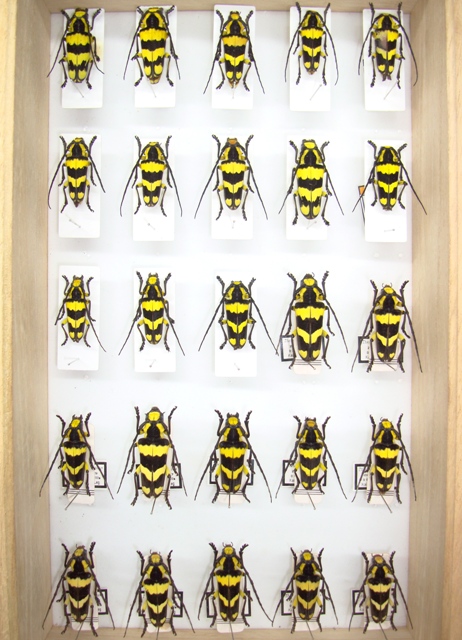 «ö¦¹¦b·sµøµ¡ÂsÄý¹Ï¤ù