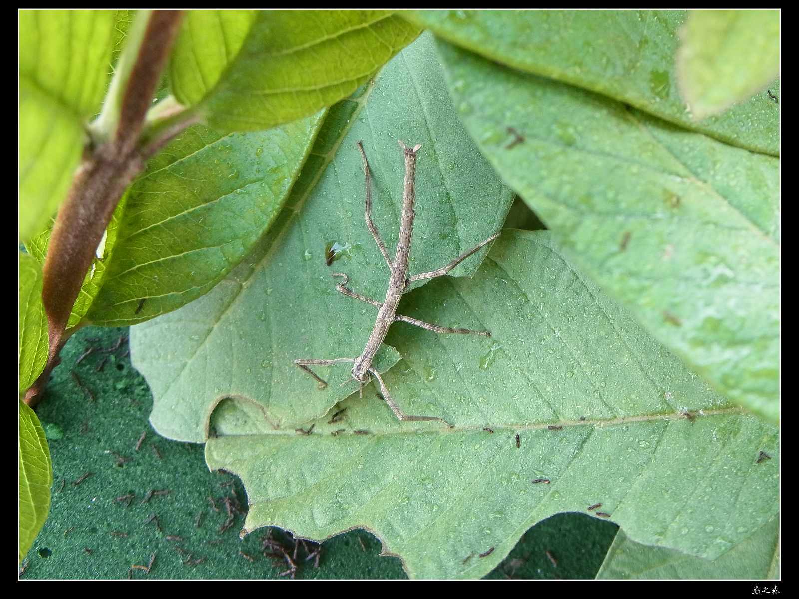 按此在新視窗瀏覽圖片