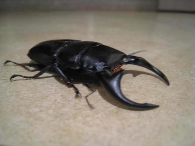 按此在新視窗瀏覽圖片