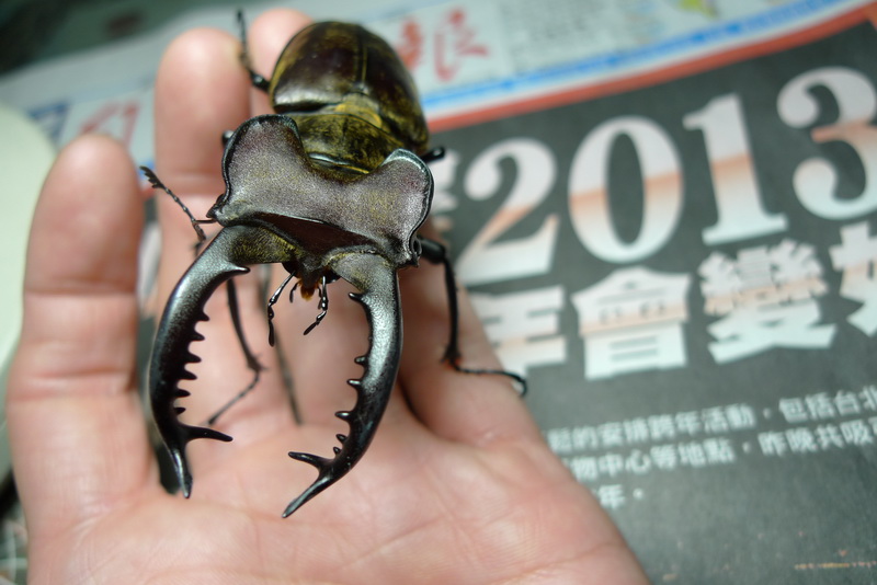 按此在新視窗瀏覽圖片