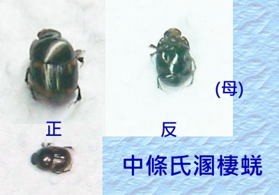 按此在新視窗瀏覽圖片