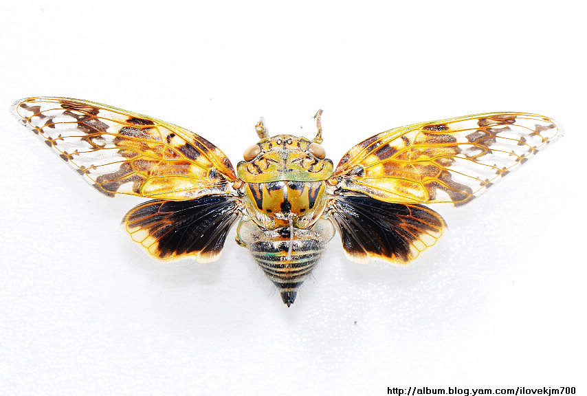 按此在新視窗瀏覽圖片