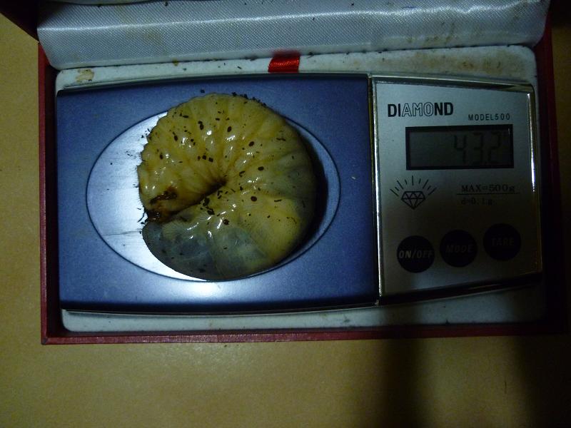 按此在新視窗瀏覽圖片