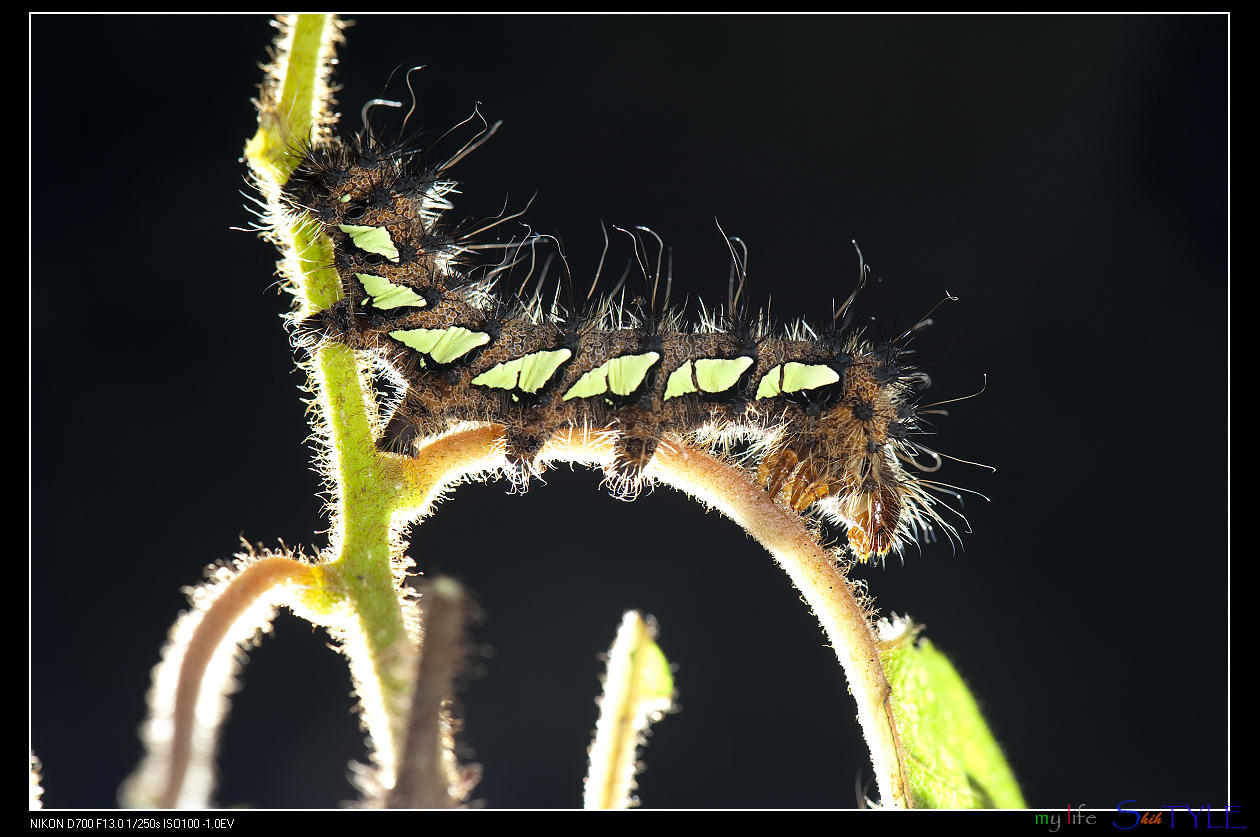按此在新視窗瀏覽圖片