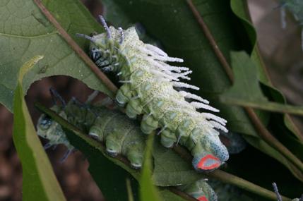 按此在新視窗瀏覽圖片