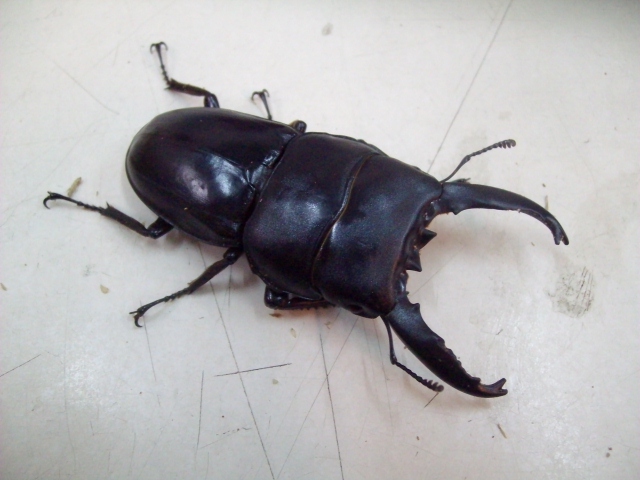 按此在新視窗瀏覽圖片