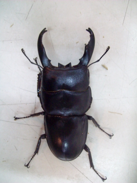 按此在新視窗瀏覽圖片