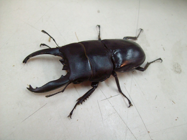 按此在新視窗瀏覽圖片