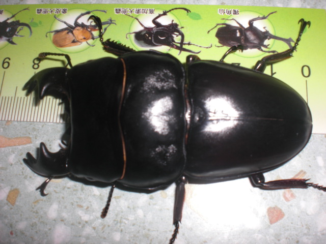 按此在新視窗瀏覽圖片