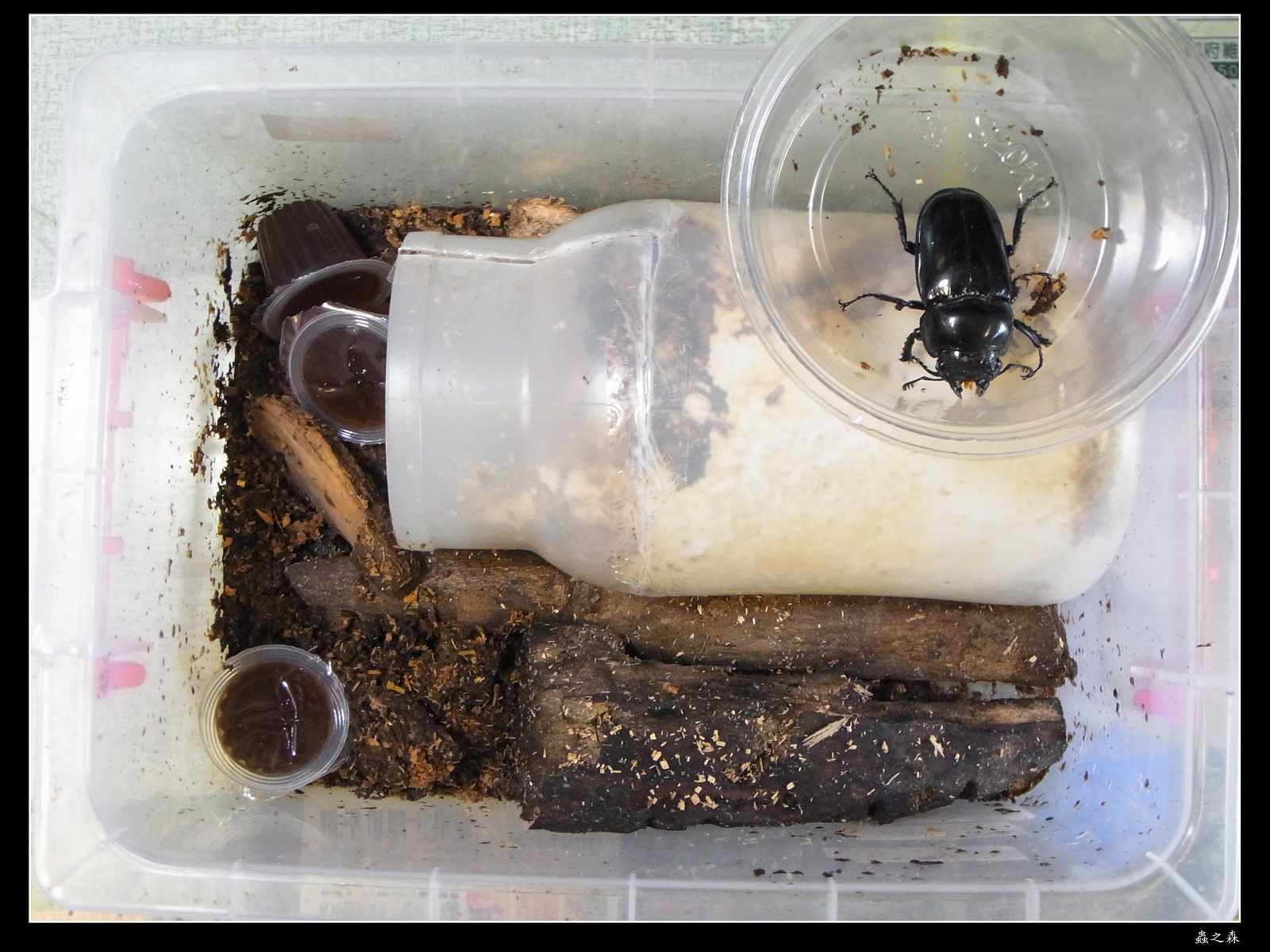 按此在新視窗瀏覽圖片