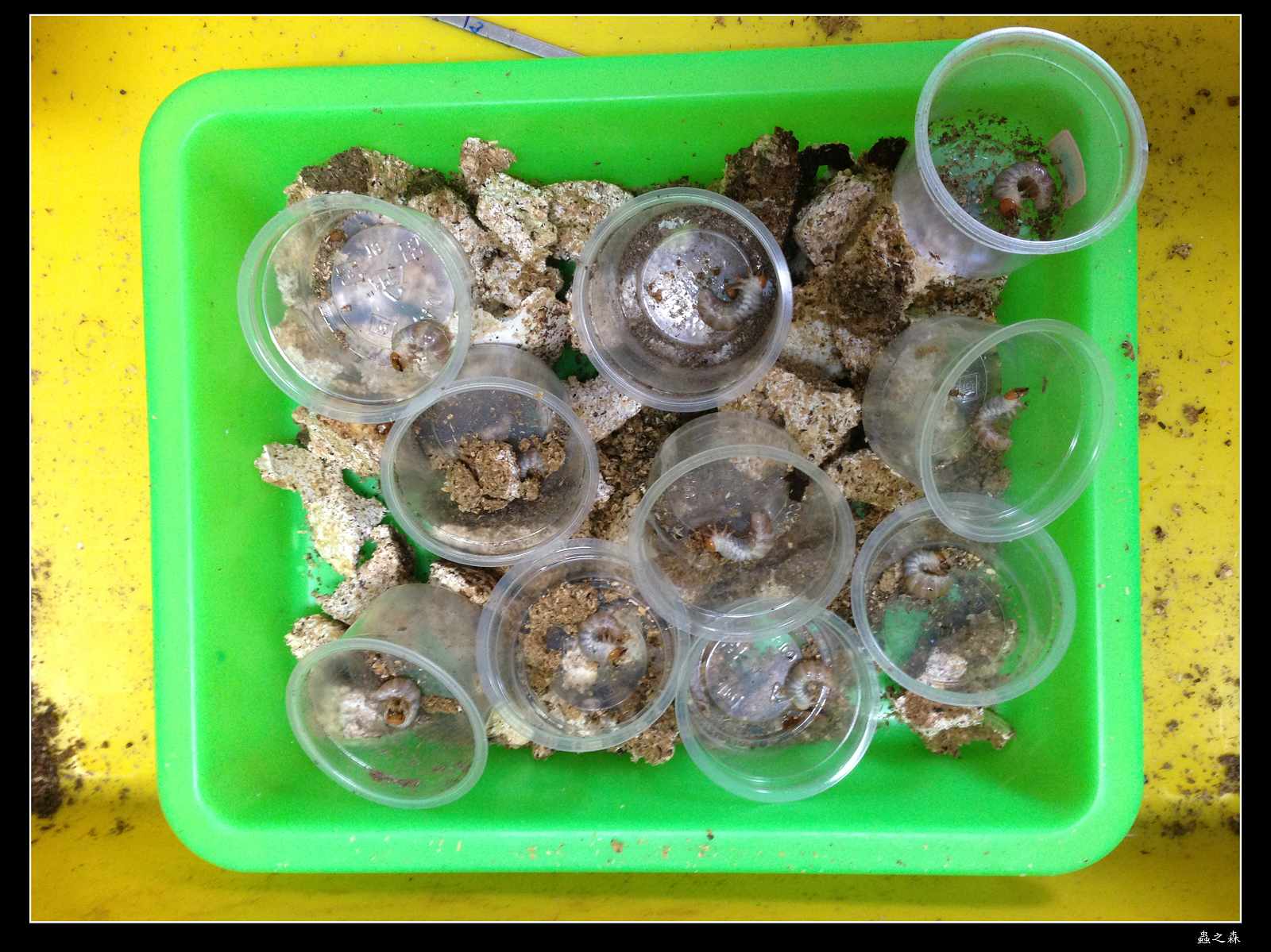 按此在新視窗瀏覽圖片