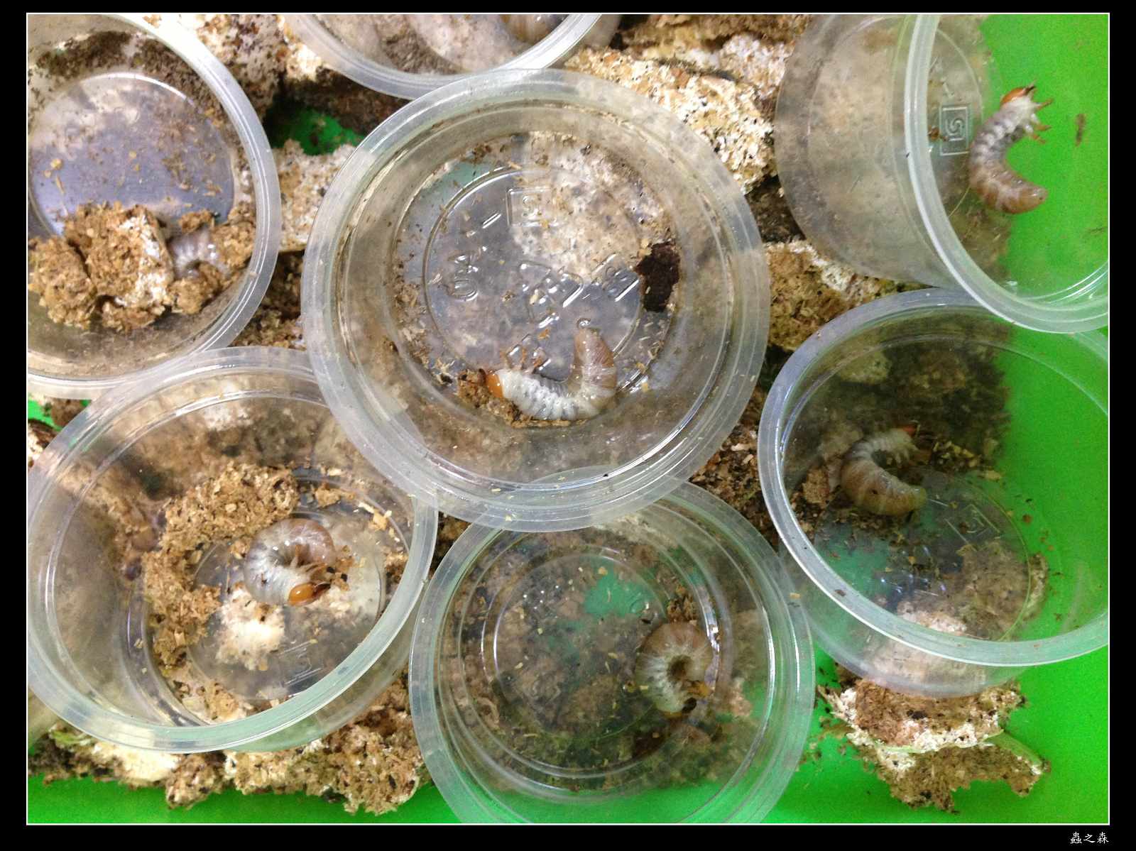 按此在新視窗瀏覽圖片