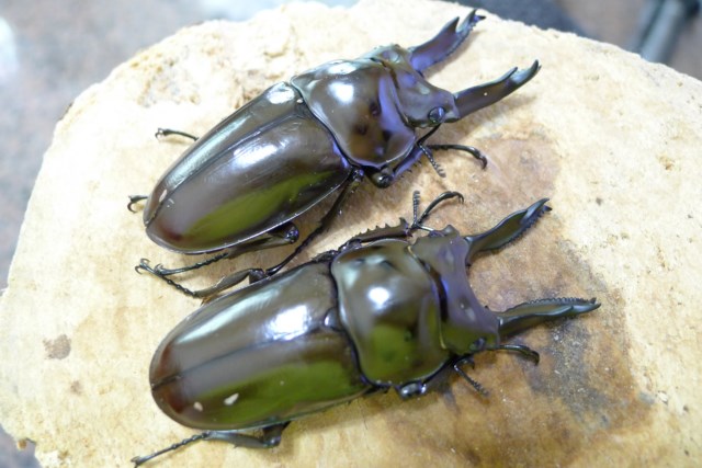 按此在新視窗瀏覽圖片