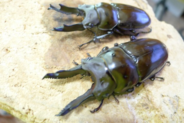 按此在新視窗瀏覽圖片