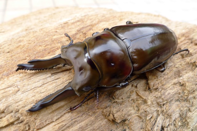 按此在新視窗瀏覽圖片