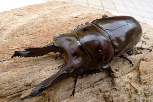 按此在新視窗瀏覽圖片