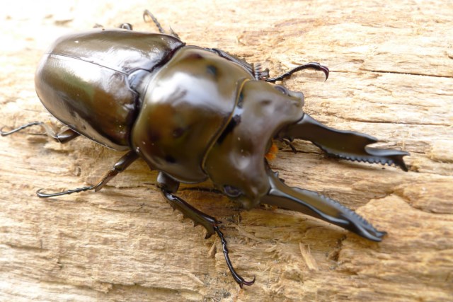 按此在新視窗瀏覽圖片