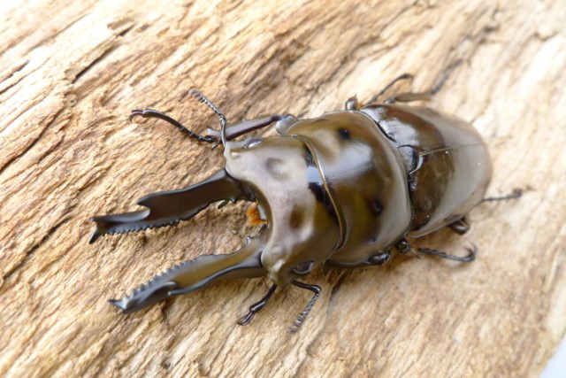 按此在新視窗瀏覽圖片