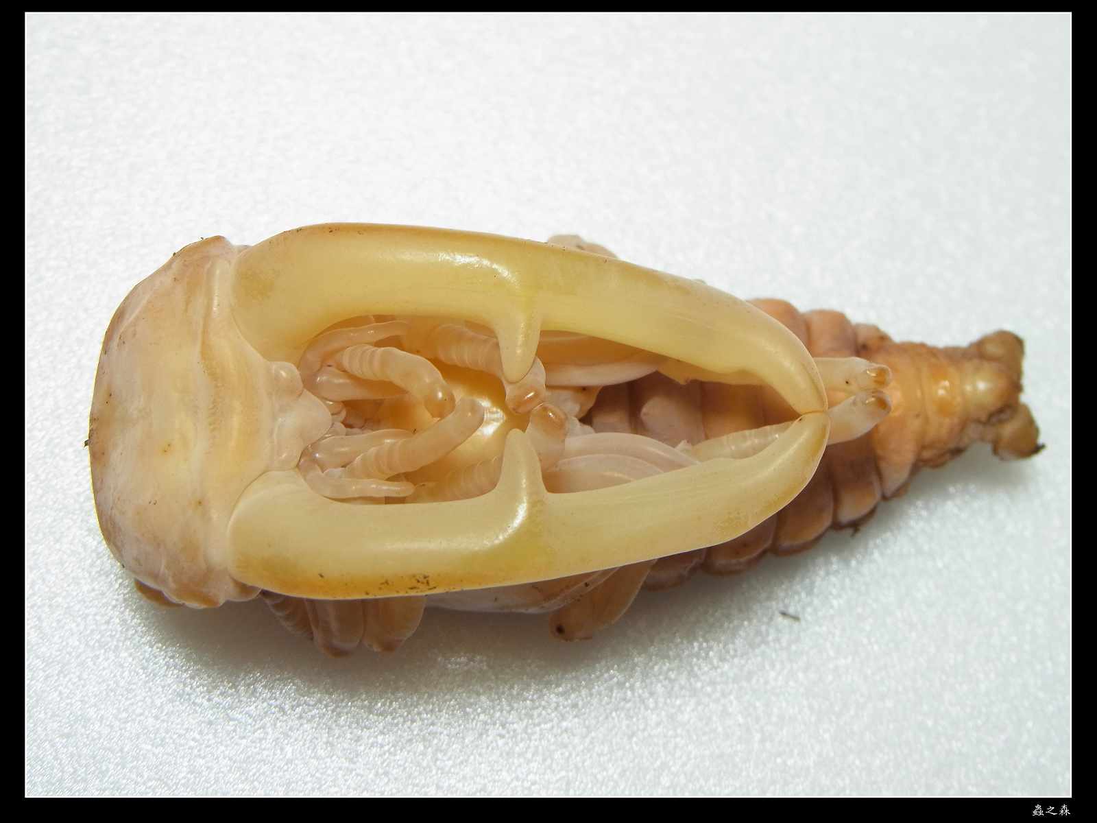 按此在新視窗瀏覽圖片