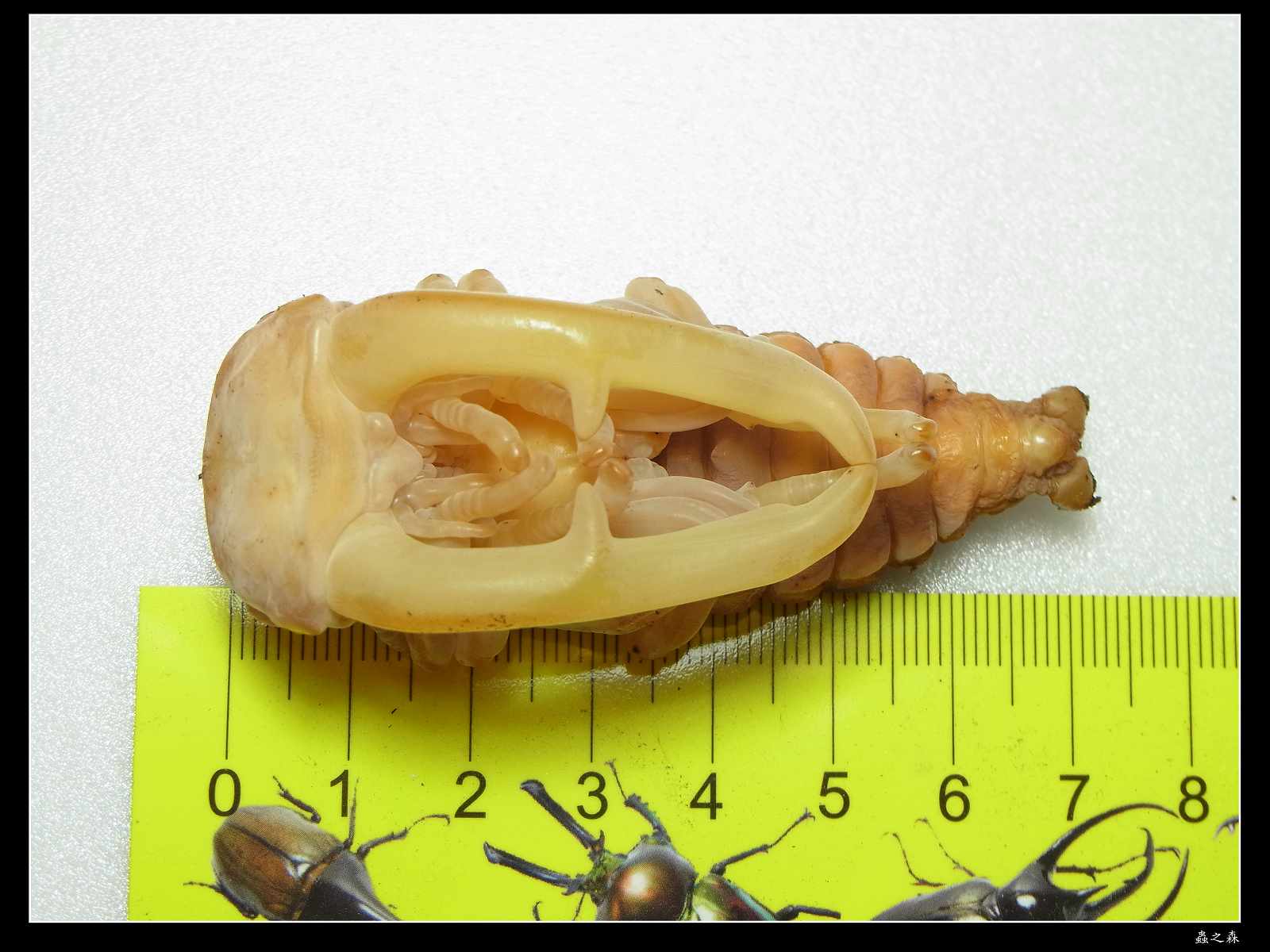 按此在新視窗瀏覽圖片