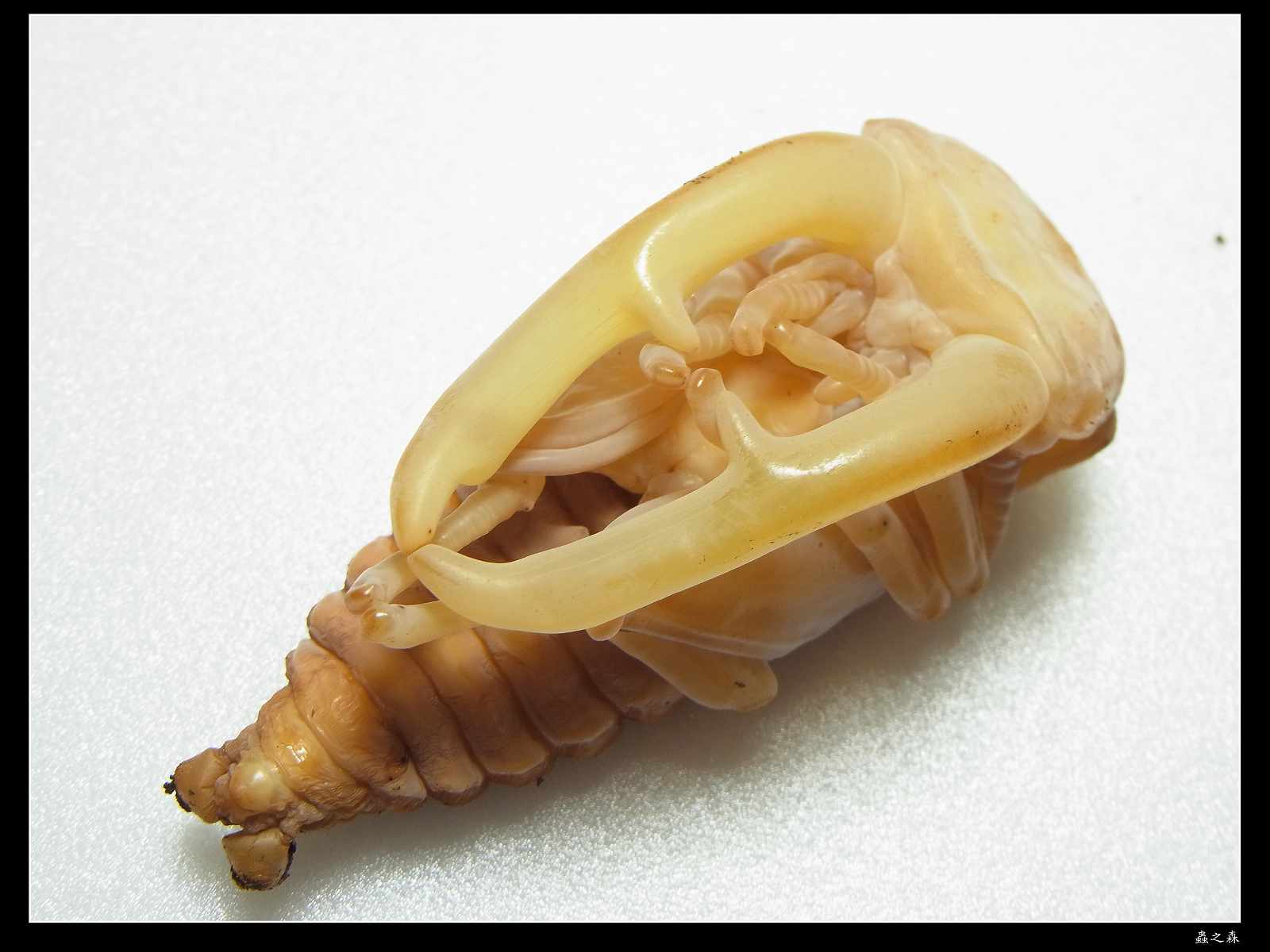 按此在新視窗瀏覽圖片