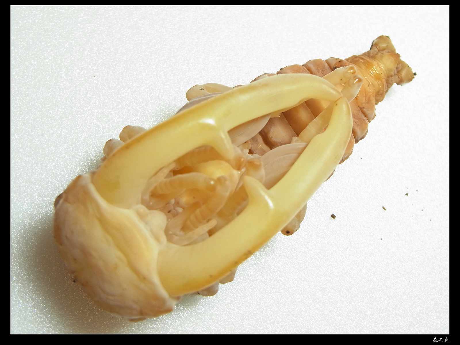 按此在新視窗瀏覽圖片