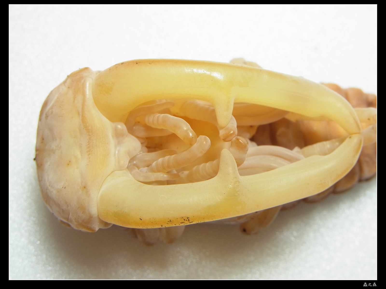 按此在新視窗瀏覽圖片