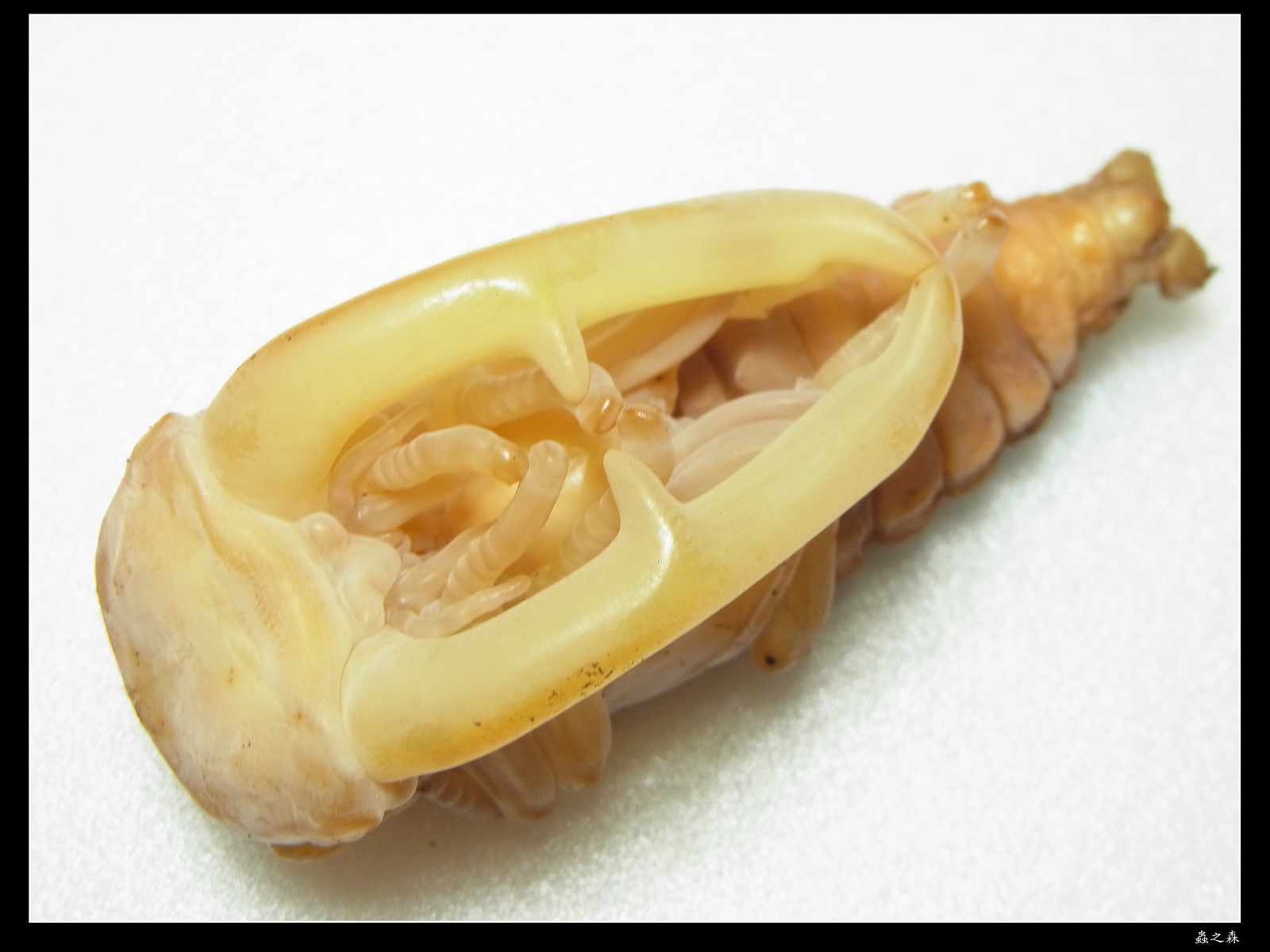 按此在新視窗瀏覽圖片