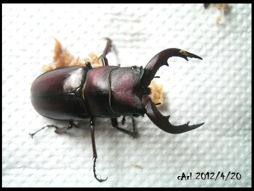 按此在新視窗瀏覽圖片