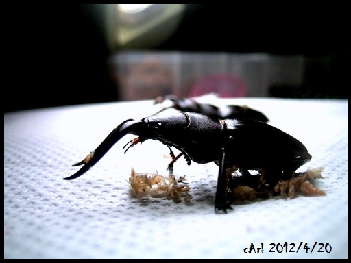 按此在新視窗瀏覽圖片