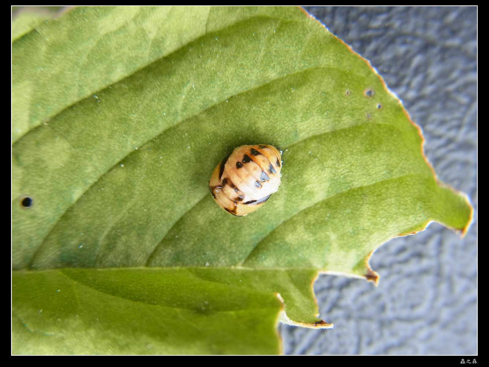 «ö¦¹¦b·sµøµ¡ÂsÄý¹Ï¤ù