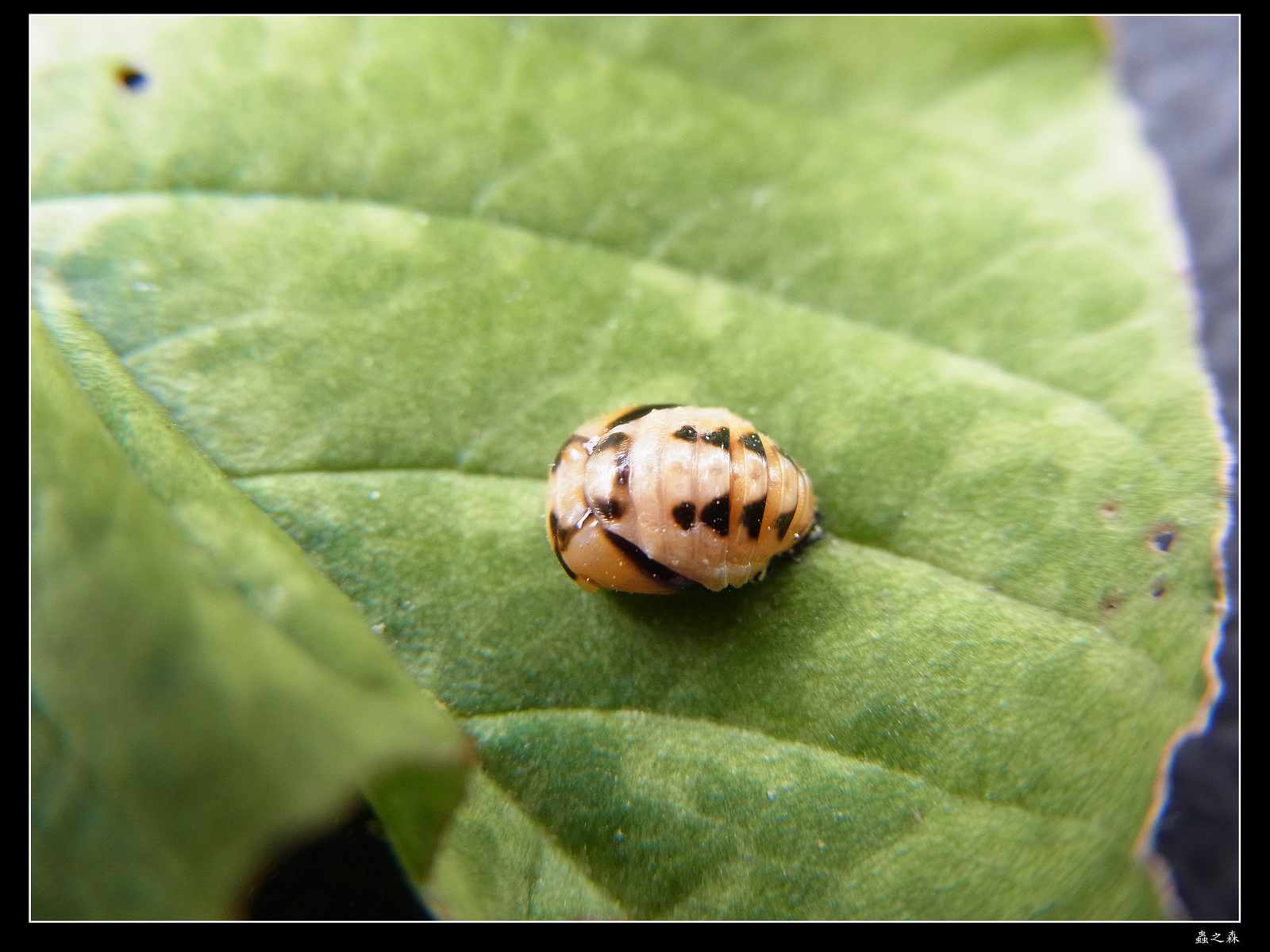 «ö¦¹¦b·sµøµ¡ÂsÄý¹Ï¤ù