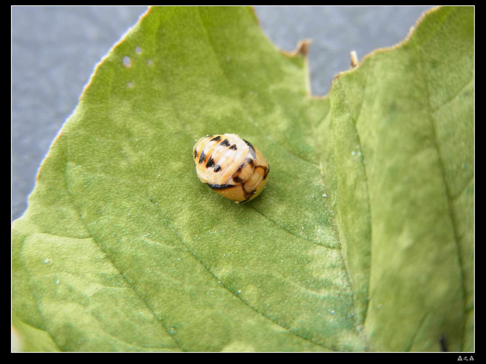 «ö¦¹¦b·sµøµ¡ÂsÄý¹Ï¤ù