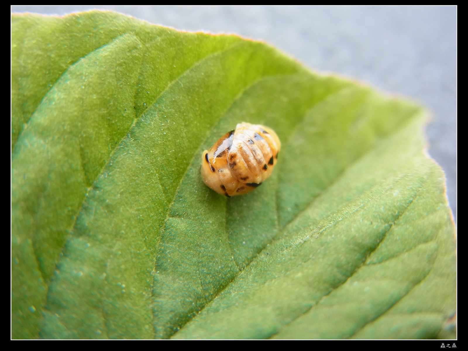 «ö¦¹¦b·sµøµ¡ÂsÄý¹Ï¤ù