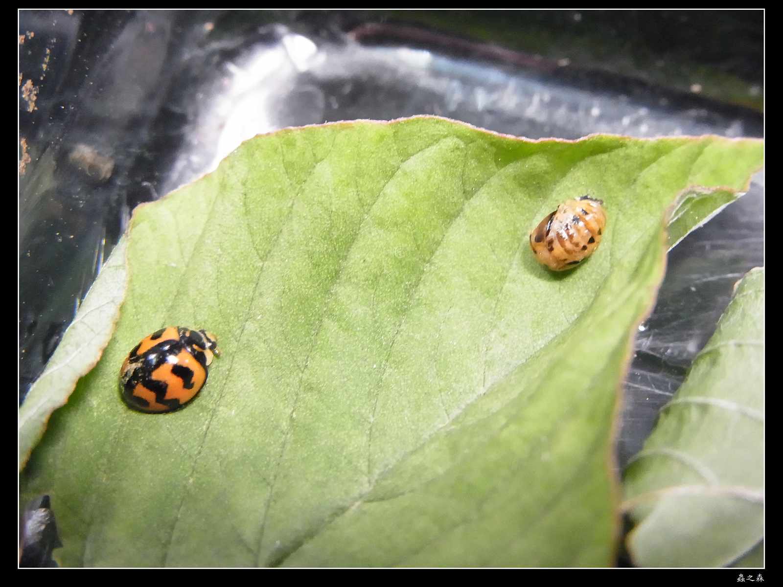 «ö¦¹¦b·sµøµ¡ÂsÄý¹Ï¤ù