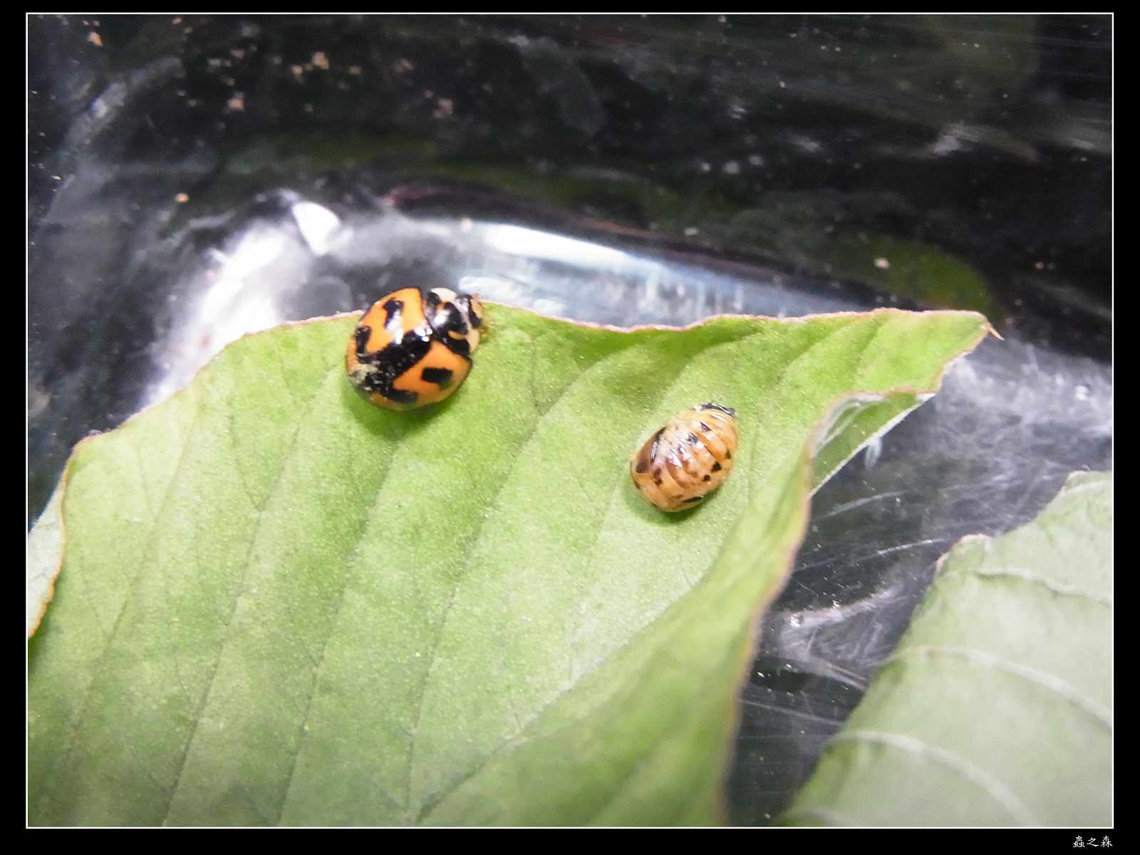 «ö¦¹¦b·sµøµ¡ÂsÄý¹Ï¤ù