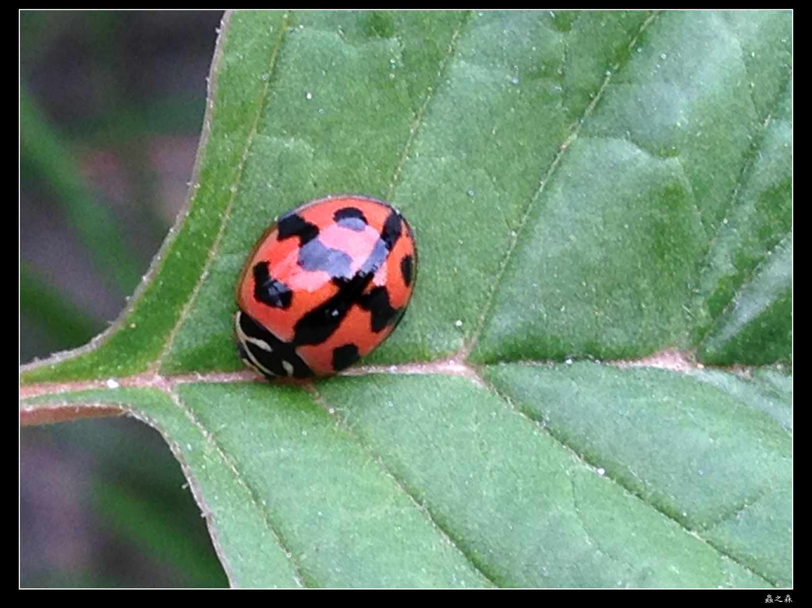 «ö¦¹¦b·sµøµ¡ÂsÄý¹Ï¤ù