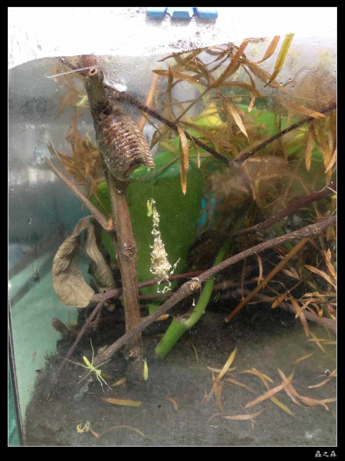 按此在新視窗瀏覽圖片