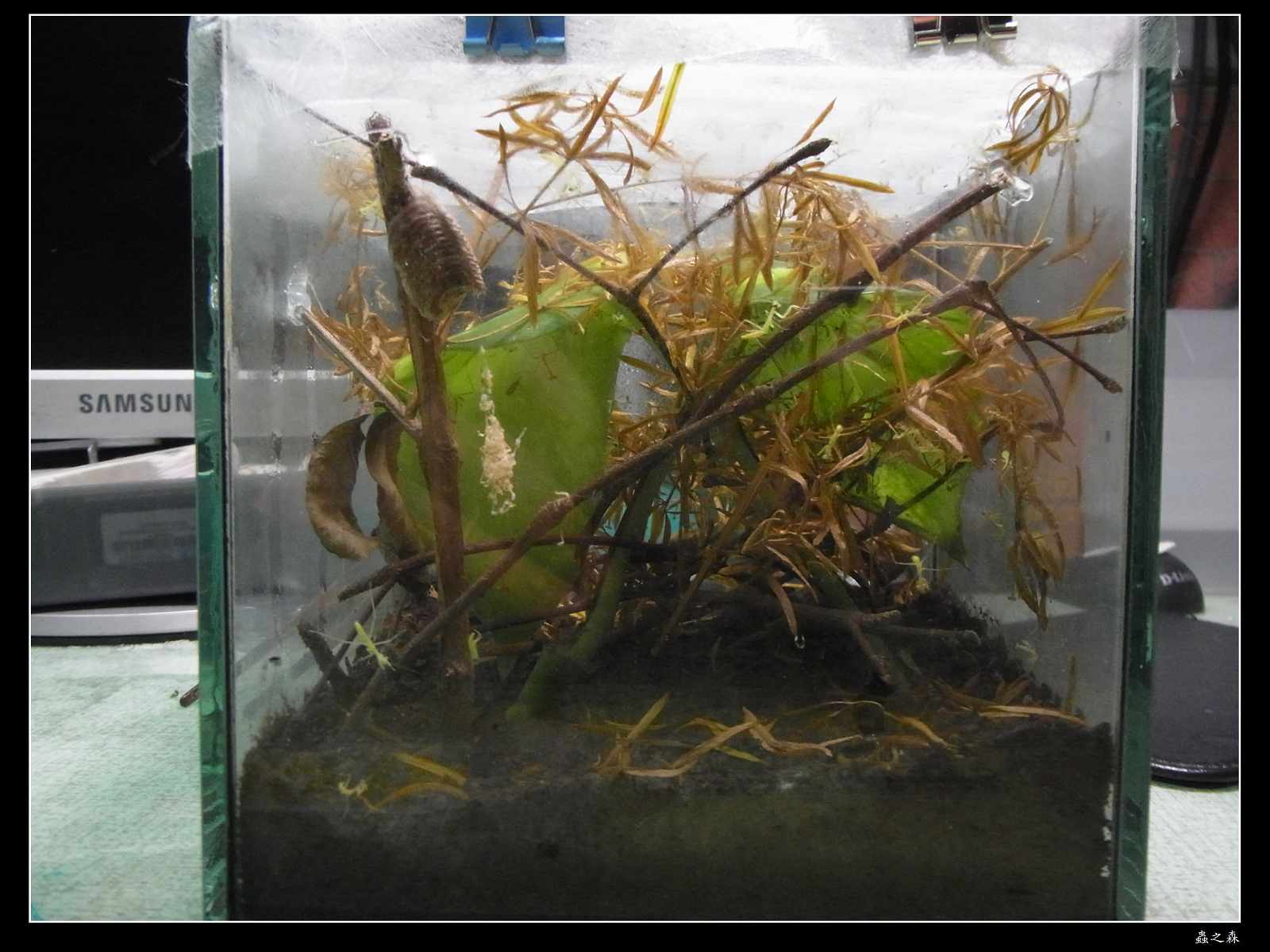 按此在新視窗瀏覽圖片